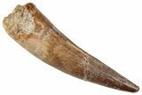 Fossil Spinosaurus Tooth - Real Dinosaur Tooth #357434-1